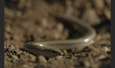 Erzschleiche (Chalcides chalcides)