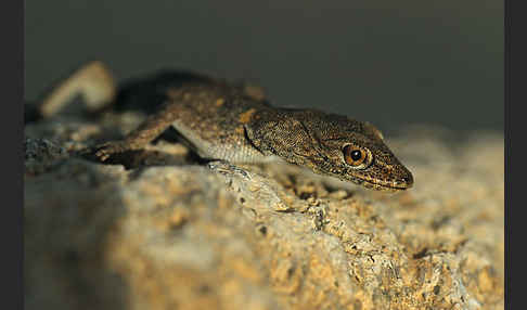 Atlas-Taggecko (Quedenfeldita trachyblepharus)