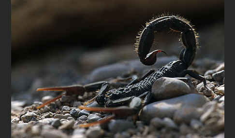 Schwarzer Dickschwanzskorpion (Androctonus bicolor aeneas)