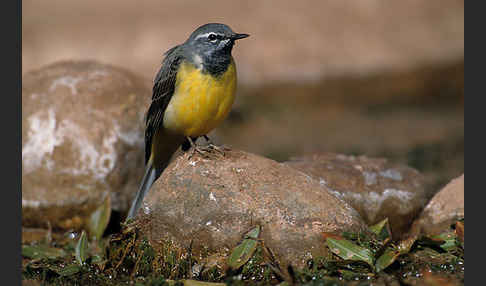 Gebirgsstelze (Motacilla cinerea)