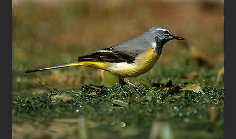 Gebirgsstelze (Motacilla cinerea)