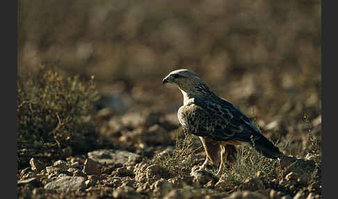 Adlerbussard (Buteo rufinus)