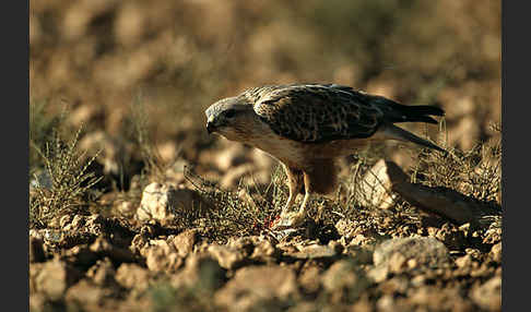 Adlerbussard (Buteo rufinus)