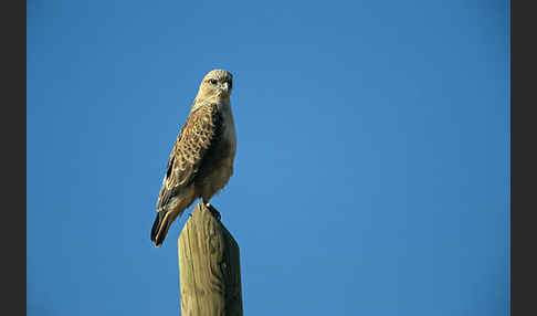 Adlerbussard sspec. (Buteo rufinus cirtensis)