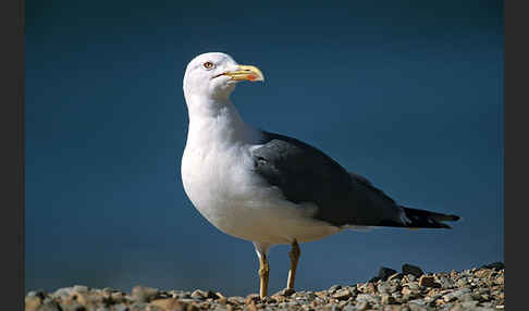 Mittelmeermöwe (Larus michahellis)