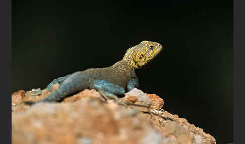 Atlasagame (Agama bibroni)