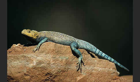 Atlasagame (Agama bibroni)