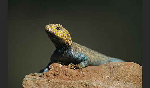 Atlasagame (Agama bibroni)