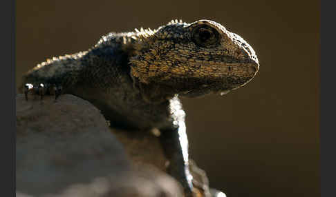 Atlasagame (Agama bibroni)