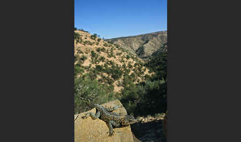 Atlasagame (Agama bibroni)