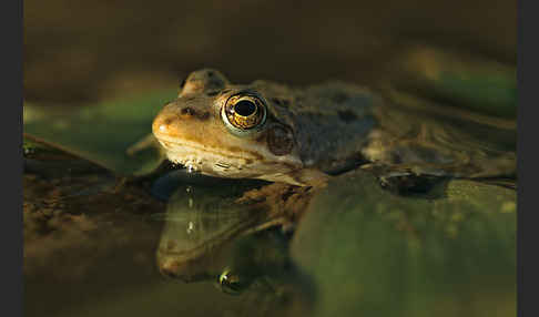 Sahara Wasserfrosch (Pelophylax saharicus)