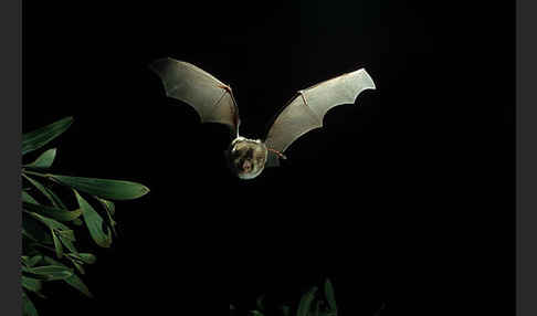 Gewöhnliche Rundblattnase (Hipposideros caffer)