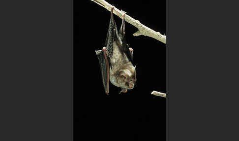 Gewöhnliche Rundblattnase (Hipposideros caffer)