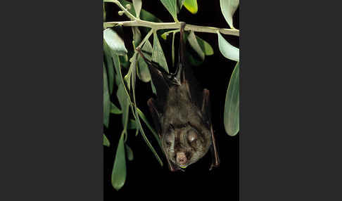 Gewöhnliche Rundblattnase (Hipposideros caffer)