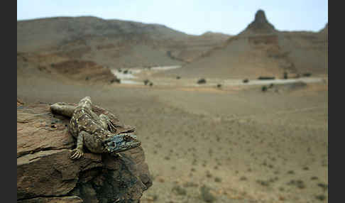 Atlasagame (Agama bibroni)