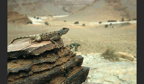 Atlasagame (Agama bibroni)