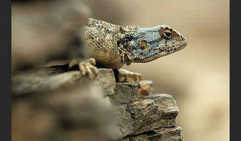 Atlasagame (Agama bibroni)