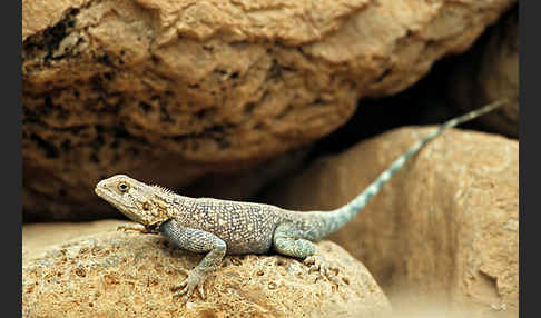 Atlasagame (Agama bibroni)