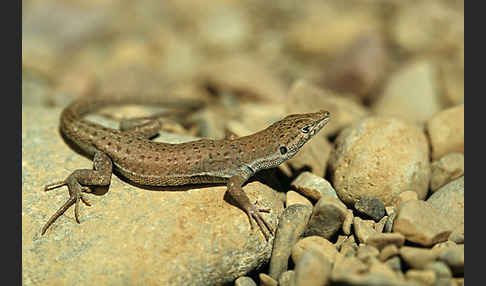 Fransenfinger-Eidechsen spec. (Acanthodactylus spec.)