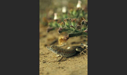 Fransenfinger-Eidechsen spec. (Acanthodactylus spec.)