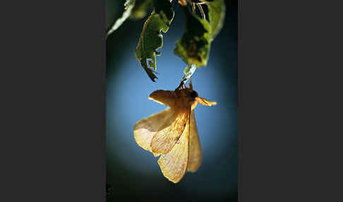 Augenspinner spec. (Perisomena caecigena)