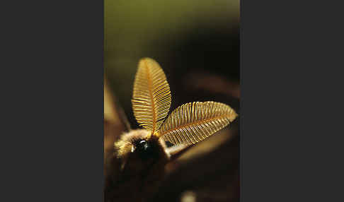 Augenspinner spec. (Perisomena caecigena)