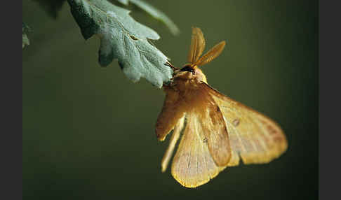 Augenspinner spec. (Perisomena caecigena)