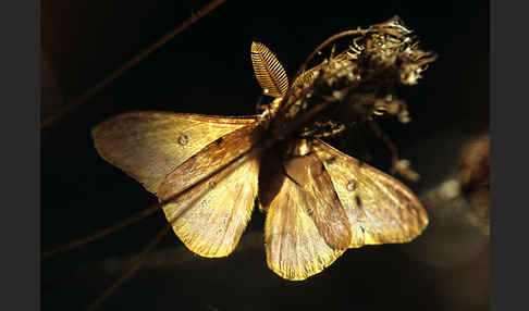 Augenspinner spec. (Perisomena caecigena)