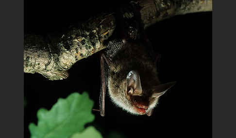 Bechsteinfledermaus (Myotis bechsteini)