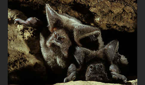 Europäische Bulldoggfledermaus (Tadarida teniotis)