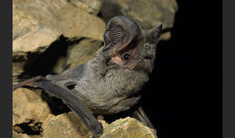 Europäische Bulldoggfledermaus (Tadarida teniotis)