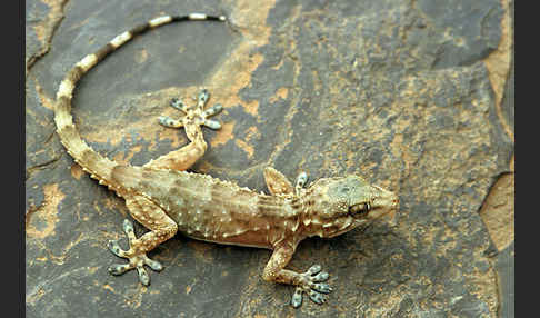 Mauergecko (Tarentola mauretanica)