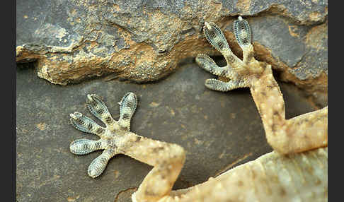 Mauergecko (Tarentola mauretanica)