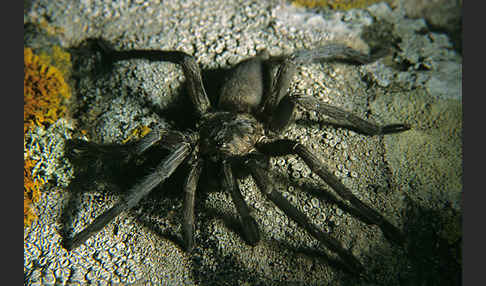 Tarantel spec. (Lycosa spec.)