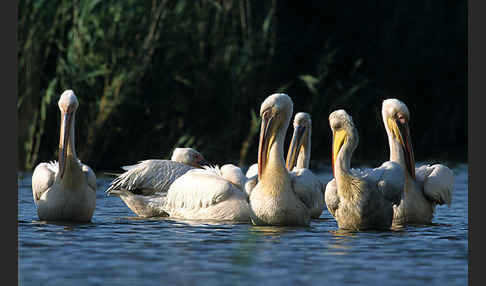 Rosapelikan (Pelecanus onocrotalus)