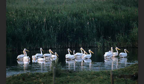 Rosapelikan (Pelecanus onocrotalus)