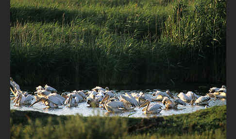 Rosapelikan (Pelecanus onocrotalus)