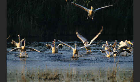 Rosapelikan (Pelecanus onocrotalus)