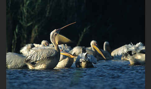 Rosapelikan (Pelecanus onocrotalus)