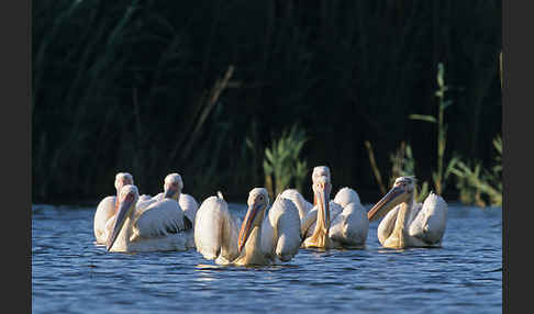 Rosapelikan (Pelecanus onocrotalus)