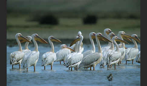 Rosapelikan (Pelecanus onocrotalus)