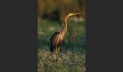 Purpurreiher (Ardea purpurea)