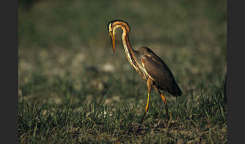 Purpurreiher (Ardea purpurea)