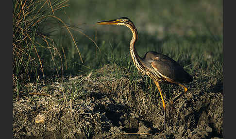 Purpurreiher (Ardea purpurea)