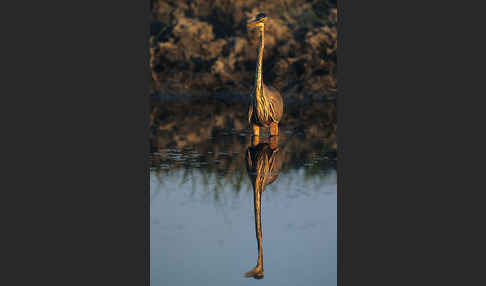 Purpurreiher (Ardea purpurea)