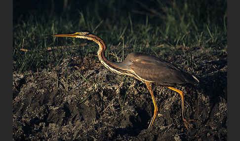 Purpurreiher (Ardea purpurea)