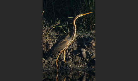 Purpurreiher (Ardea purpurea)