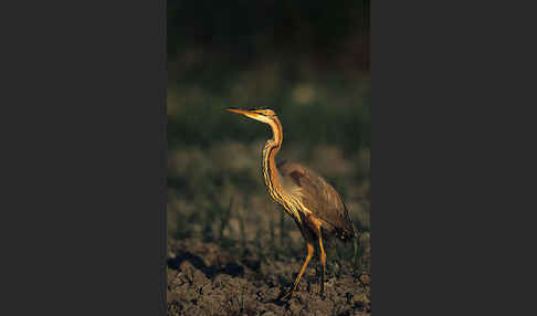 Purpurreiher (Ardea purpurea)