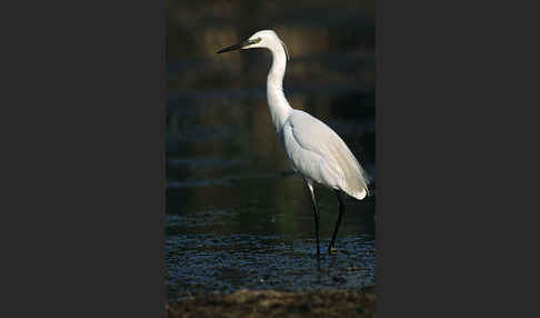 Seidenreiher (Egretta garzetta)