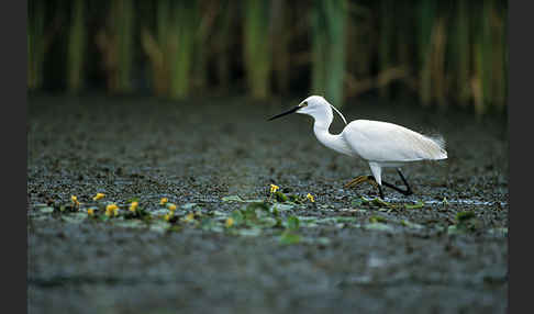 Seidenreiher (Egretta garzetta)